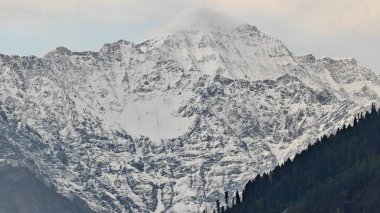 Sonsuza dek yeşil orman manzarası ve güzel karlı dağlar.