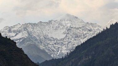 Sonsuza dek yeşil orman manzarası ve güzel karlı dağlar.