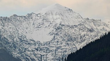 Sonsuza dek yeşil orman manzarası ve güzel karlı dağlar.