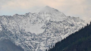 Sonsuza dek yeşil orman manzarası ve güzel karlı dağlar.