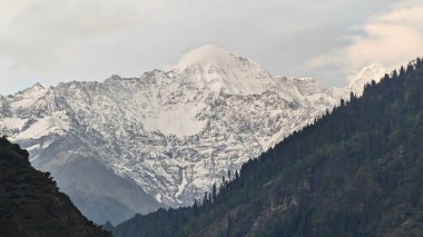 Sonsuza dek yeşil orman manzarası ve güzel karlı dağlar.
