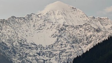 Sonsuza dek yeşil orman manzarası ve güzel karlı dağlar.