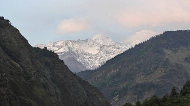 Sonsuza dek yeşil orman manzarası ve güzel karlı dağlar.