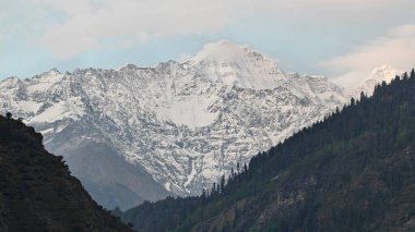 Sonsuza dek yeşil orman manzarası ve güzel karlı dağlar.