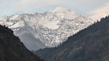 Sonsuza dek yeşil orman manzarası ve güzel karlı dağlar.