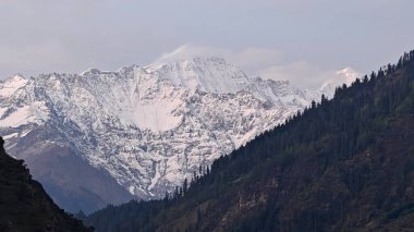 Sonsuza dek yeşil orman manzarası ve güzel karlı dağlar.