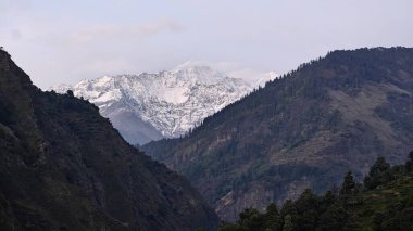 Sonsuza dek yeşil orman manzarası ve güzel karlı dağlar.