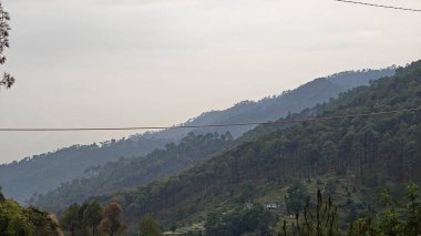 Hindistan 'da dağ yamacında yetişen yeşil ağaçlar