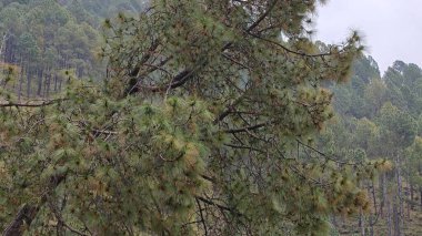 Hindistan 'da dağ yamacında yetişen yeşil çam ağacı.