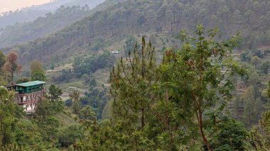 Hindistan 'da dağ yamacında yetişen yeşil ağaçlar