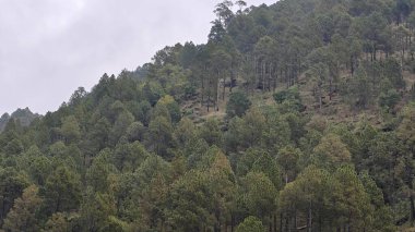 Hindistan 'da dağ yamacında yetişen yeşil ağaçlar