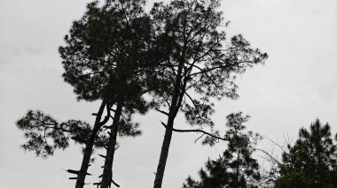 Bulutlu gökyüzüne karşı yeşil çam ağaçlarının arkaplanı