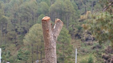 Dağlardaki yeşil ağaçlara karşı ölü ağaç gövdesi