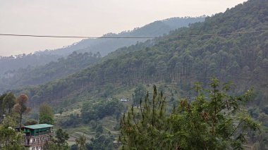 Hindistan 'da dağ yamacında yetişen yeşil ağaçlar