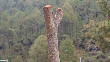 Dağlardaki yeşil ağaçlara karşı ölü ağaç gövdesi