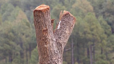 Dağlardaki yeşil ağaçlara karşı ölü ağaç gövdesi