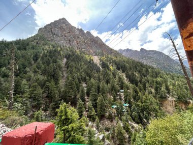 Güneşli bir günde dağın yamacında yetişen her zaman yeşil çam ağaçları 