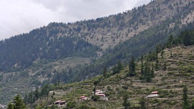 Hindistan 'da dağ yamaçlarında yetişen yeşil çam ağaçları.