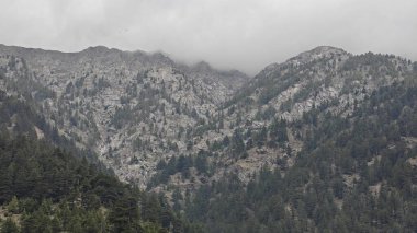 Hindistan 'da dağ yamaçlarında yetişen yeşil çam ağaçları.