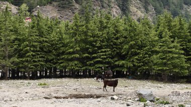 Dağ yamacında yetişen yeşil çam ağaçları ve eteklerde otlayan hayvanlar.