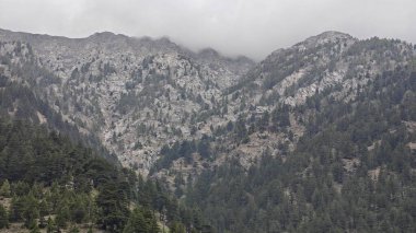 Dağ yamacında büyüyen yeşil çam ağaçları ve bulutlu gökyüzü