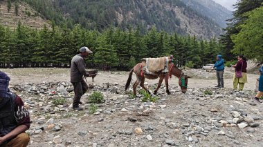 Hindistan 'daki Himalaya dağlarında bir grup insan ve eşek.