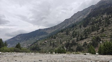 Hindistan 'da dağ yamacında yetişen her zaman yeşil çam ağaçları