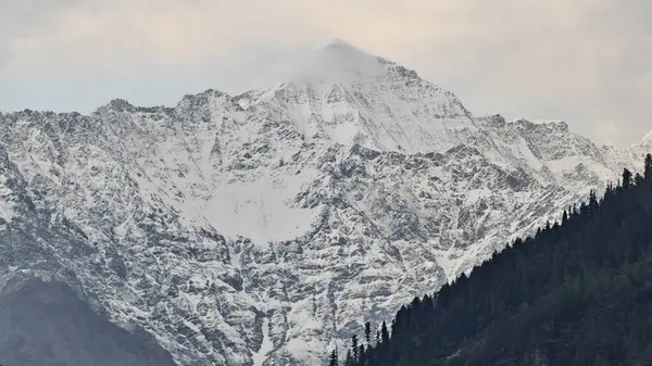 Sonsuza dek yeşil orman manzarası ve güzel karlı dağlar.