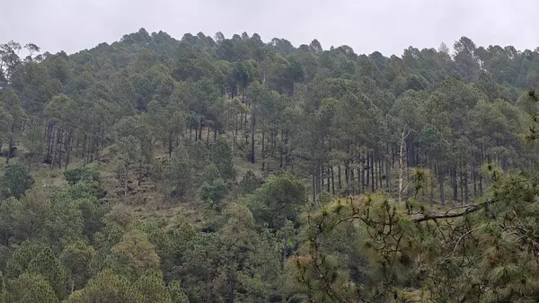 Hindistan 'da dağ yamacında yetişen yeşil ağaçlar