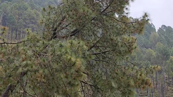 Hindistan 'da dağ yamacında yetişen yeşil çam ağacı.