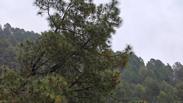 Hindistan 'da dağ yamacında yetişen yeşil çam ağacı.