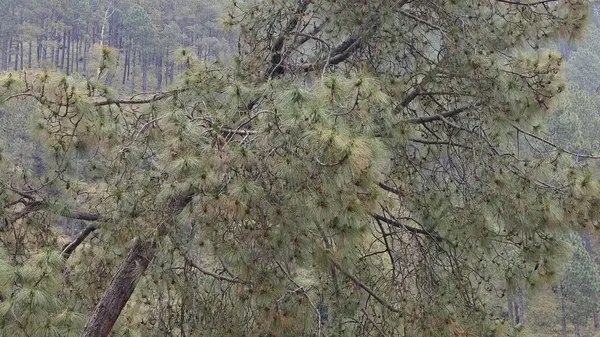 Hindistan 'da dağ yamacında yetişen yeşil çam ağacı.