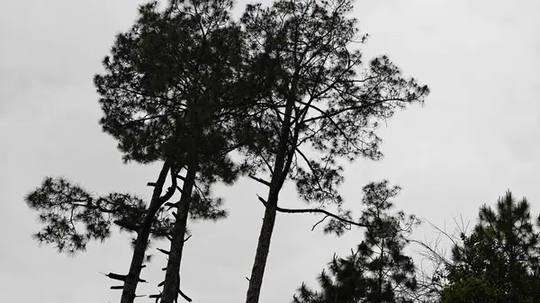 Bulutlu gökyüzüne karşı yeşil çam ağaçlarının arkaplanı