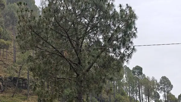 Hindistan 'da dağ yamacında yetişen yeşil ağaçlar