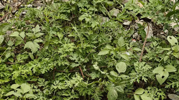 Ormandaki yeşil yabani bitkilerin arka planı