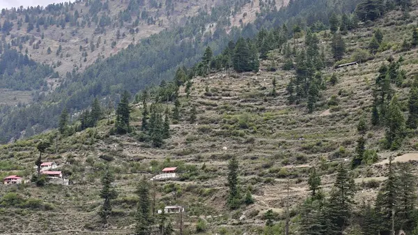 Hindistan 'da dağ yamaçlarında yetişen yeşil çam ağaçları.
