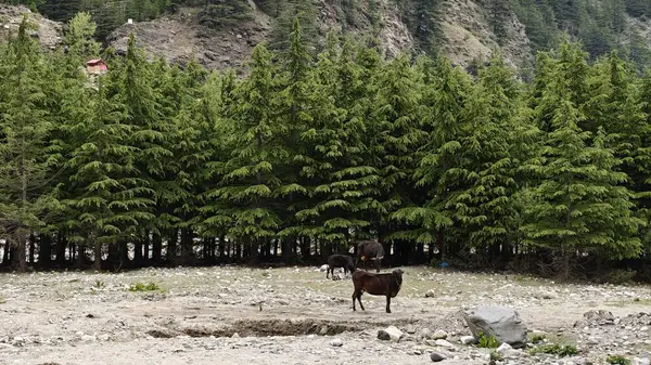 Dağ yamacında yetişen yeşil çam ağaçları ve eteklerde otlayan hayvanlar.