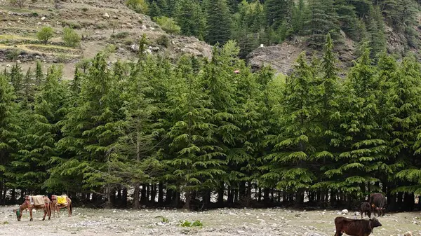 Dağ yamacında yetişen yeşil çam ağaçları ve eteklerde otlayan hayvanlar.