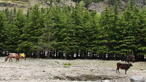 Dağ yamacında yetişen yeşil çam ağaçları ve eteklerde otlayan hayvanlar.