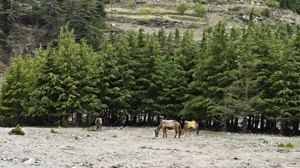 Dağ yamacında yetişen yeşil çam ağaçları ve eteklerde otlayan hayvanlar.