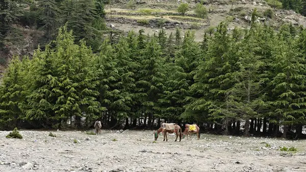 Dağ yamacında yetişen yeşil çam ağaçları ve eteklerde otlayan hayvanlar.