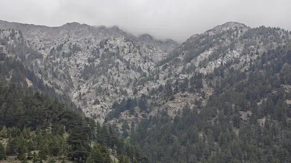 Dağ yamacında büyüyen yeşil çam ağaçları ve bulutlu gökyüzü