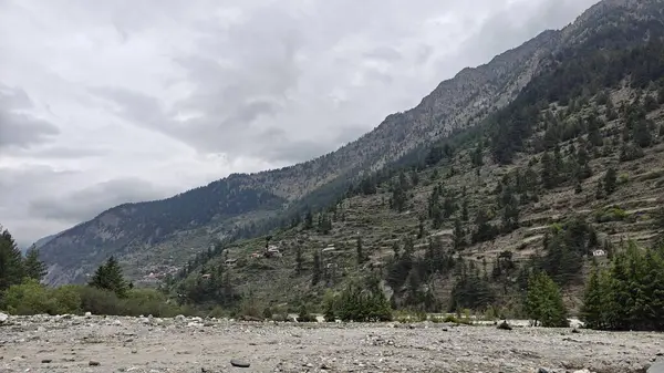 Hindistan 'da dağ yamacında yetişen her zaman yeşil çam ağaçları