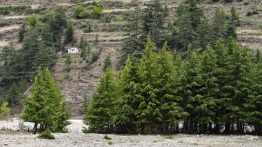 Hindistan 'da dağ yamacında yetişen her zaman yeşil çam ağaçları