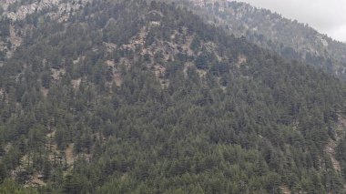 Hindistan 'da dağ yamacında yetişen yeşil ağaçlar