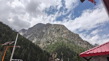 Dağlarda yetişen yemyeşil çam ağaçları