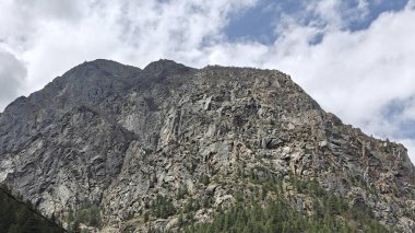 Dağlarda yetişen yemyeşil çam ağaçları