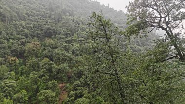 Himalaya dağlarında büyüyen ağaçlar sisle kaplı.