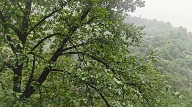 Himalaya dağlarında büyüyen ağaçlar sisle kaplı.