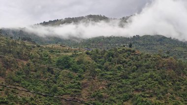 Himalaya dağlarında büyüyen ağaçlar sisle kaplı.